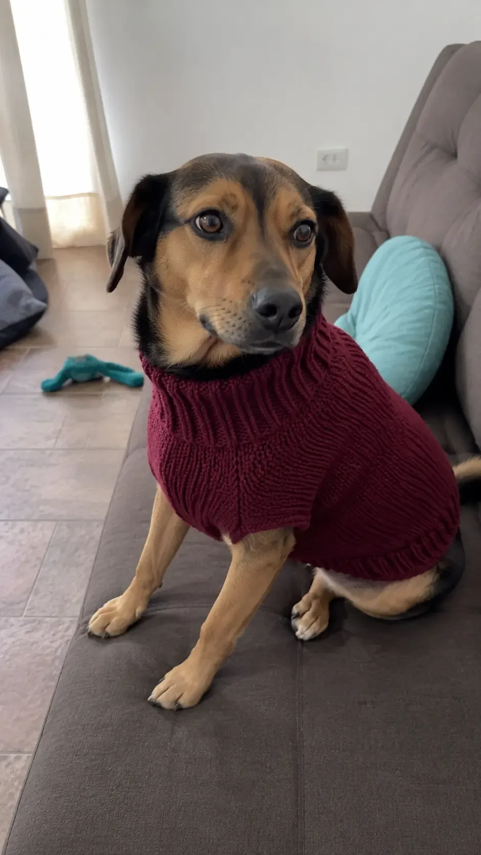 Perro usando un abrigo tejido